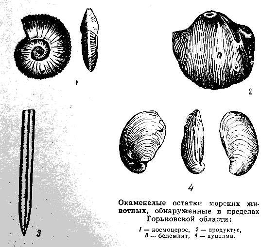 Окаменелые останки