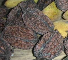 Маньчжурские орехи